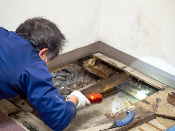 Ada, OK Mold Removal Company