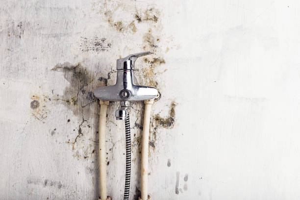 Best Mold Cleaning Services  in Ada, OK