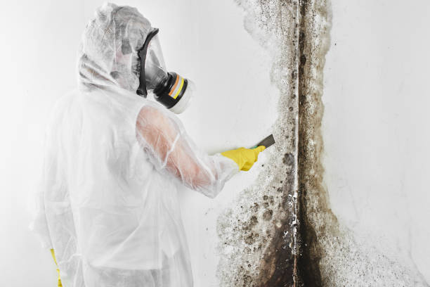 Best Mold Remediation  in Ada, OK