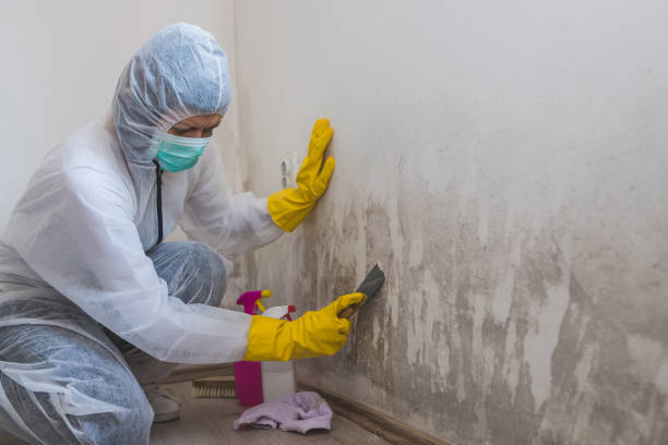 Best Professional Mold Removal  in Ada, OK