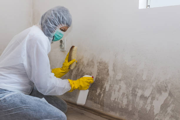 Certified Mold Removal in Ada, OK
