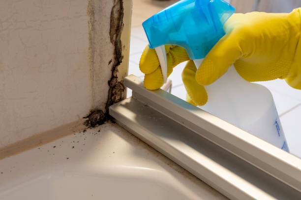 Best Office Mold Removal Services  in Ada, OK