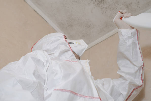 Best Office Mold Removal Services  in Ada, OK