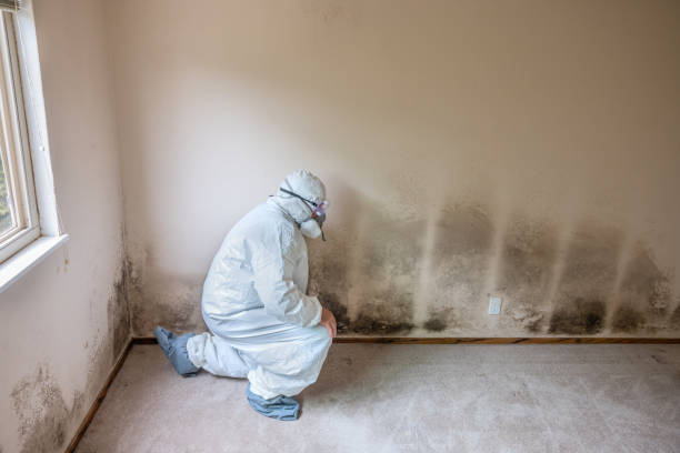 Best Home Mold Removal  in Ada, OK